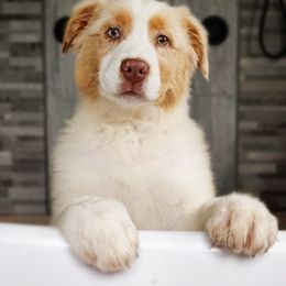 Australian Shepherd Puppies from NK Ranch Australian Shepherds