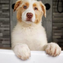 Australian Shepherd Puppies from NK Ranch Australian Shepherds