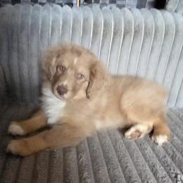 Butterscotch - Red merle male Miniature American Shepherd puppy in Goldendale, Washington from Amulet Charm