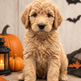 Thor - Apricot male Poodle puppy in Lecanto, Florida from Lecanto Puppy