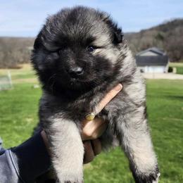 Keeshond Puppies from Hocking Hills Keeshonds
