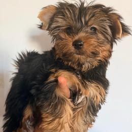 Romeo Z - Black and gold male Yorkshire Terrier puppy in Gilbert, Arizona from Yorkie Your Soulmate Puppy