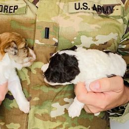 Nala - Red merle Aussiedoodle puppy in Albertville, Alabama from Home Sweet Home Doodles LLC