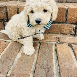 Goldendoodle Puppies from Red Barn Mission Farm