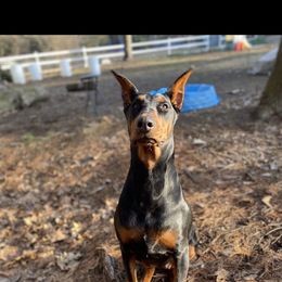 Prima - Doberman Pinscher