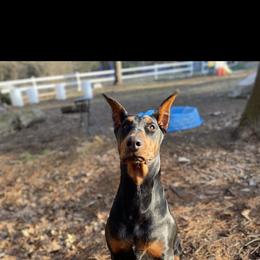 Prima - Doberman Pinscher