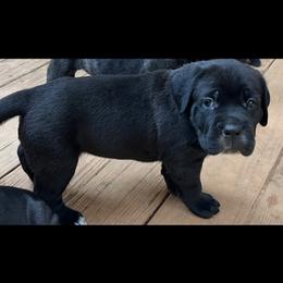 Girl 1 - Black female Cane Corso puppy in Douglasville, Georgia from Palazzo Cane Corso