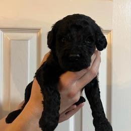Jester - Black male Goldendoodle puppy in Macclenny, Florida from Davis's Doodles
