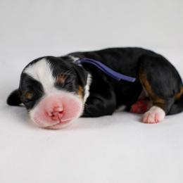 Tri Female - Tri-color female Bernedoodle puppy in Lehi, Utah from Heart J Bernedoodles
