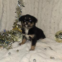 Elsa - Black and tan female Companion Cross puppy in Decatur, Illinois from Petite Pups