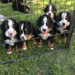 Bernese Mountain Dog Puppies from D’S Bernese Mountain Dogs