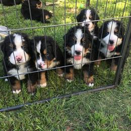 Bernese Mountain Dog Puppies from D’S Bernese Mountain Dogs