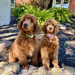 Old English Sheepdog and Poodle Puppies from Canine Castle of Cleveland