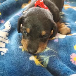 Boy 1 - Black and tan male Dachshund puppy in Michigan from Amberly's Dachshunds