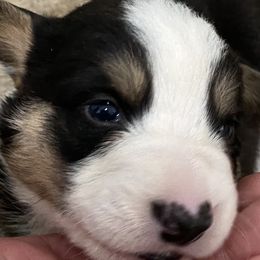 Boy 4 - Cardigan Welsh Corgi puppy in Temecula, California from Kirstin Booth