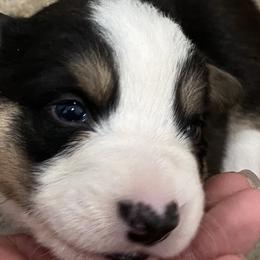 Boy 4 - Cardigan Welsh Corgi puppy in Temecula, California from Kirstin Booth