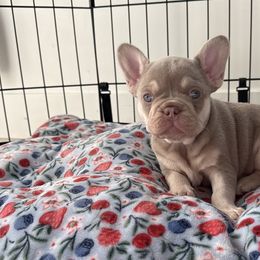 French Bulldogs from Your Utah Frenchie