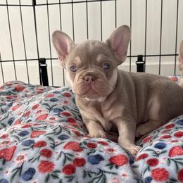 French Bulldogs from Your Utah Frenchie