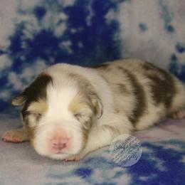Linus - Red merle male Australian Shepherd puppy in Yoder, Colorado from Tréad Tines Aussies