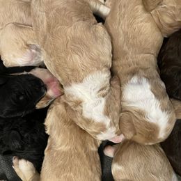 Bernedoodle Puppies from TJ SA Bernedoodles