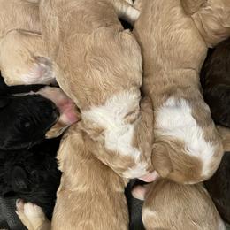 Bernedoodle Puppies from TJ SA Bernedoodles