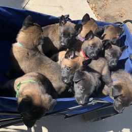 Belgian Malinois Puppies from Tehachapi Malinois