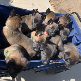Belgian Malinois Puppies from Tehachapi Malinois