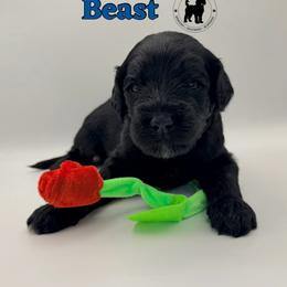 Beast - Black male Goldendoodle puppy in Ponchatoula, Louisiana from Real Life Furrytales