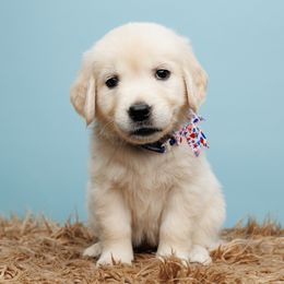Major - Light golden Golden Retriever puppy in Heber City, Utah from Wasatch Back Companions