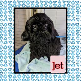 Jet - Shih Tzu