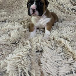 Girl 4 Ms.D - Fawn female Boxer puppy in Georgia from Cinnamon Girl's Boxers
