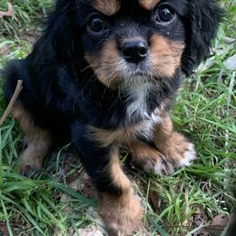 "Male “Monkey” available now" Cavalier King Charles Spaniel Puppies from Animal Encore’s Cavalier King Charles Spaniels