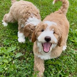 Brooke - female Australian Mountain Doodle puppy in Chattanooga, Tennessee from River City Doodles TN
