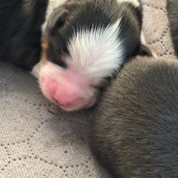 Charleston - Black tri male Miniature Australian Shepherd puppy in Ewing, Kentucky from Bright Hope Aussies