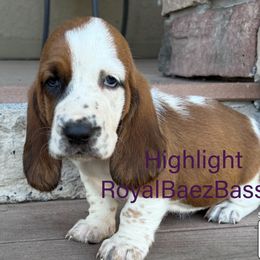 Highlight - Mahogany and white female Basset Hound puppy in Sidney, Nebraska from Royal Baez Basset