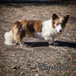 Boy 2 - Blue merle and white male Cardigan Welsh Corgi puppy in Natchitoches. La, Louisiana from Bleu Bayou Corgis