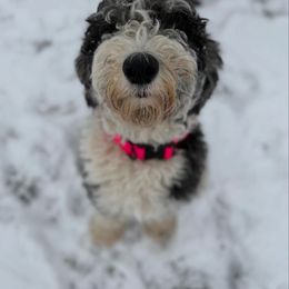 Roxie - Sheepadoodle