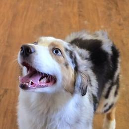 Callie - Australian Shepherd