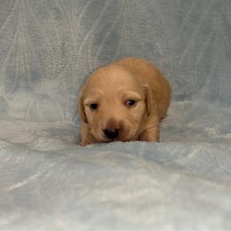 Brittany- AKC - Cream female Dachshund puppy in Gainesville, Texas from Diamond B Doxies