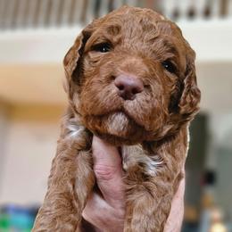 SKITTLES - Red  male Goldendoodle puppy in Harris County, Texas from Cute & Curly Doodles