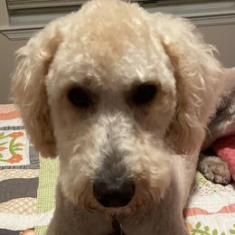 Sunny - Labradoodle