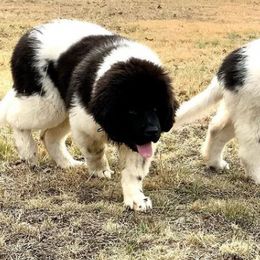 Assorted Doodle Crosses, Newfoundlands, Poodles, Saint Berdoodles, and Saint Bernards from Mammoth Doodles