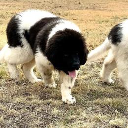 Assorted Doodle Crosses, Newfoundlands, Poodles, Saint Berdoodles, and Saint Bernards from Mammoth Doodles