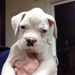 Boxer Puppies from Vintage Boxers