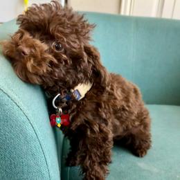 Theo - Poodle