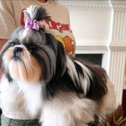 Agnes - Silver and white female Shih Tzu puppy in North Carolina from WillowCreek Mountain View Shih Tzu