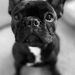 French Bulldogs from The Great French Bulldog Co.