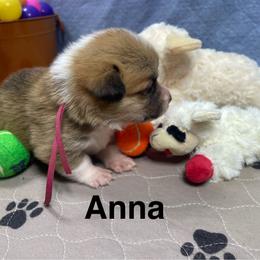 Anna - Red female Pembroke Welsh Corgi puppy in Apison, Tennessee from Ashmore Corgis