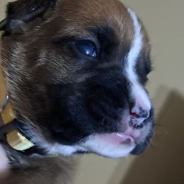 Girl 2 - Boxer puppy in Franklin, Georgia from Lakeside Kennels of Franklin