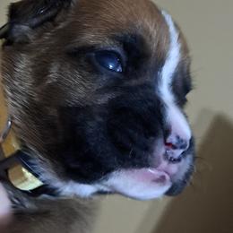 Girl 2 - Boxer puppy in Franklin, Georgia from Lakeside Kennels of Franklin